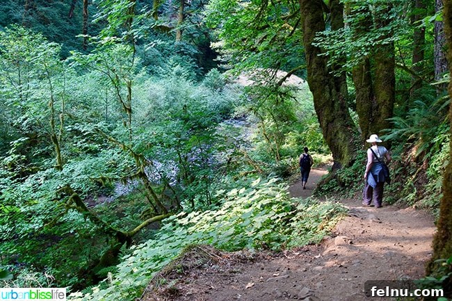 Silver Falls State Park Ten Falls Trail Journey 7 Friends enjoying a wide hiking path at Silver Falls State Park, maintaining distance amidst nature
