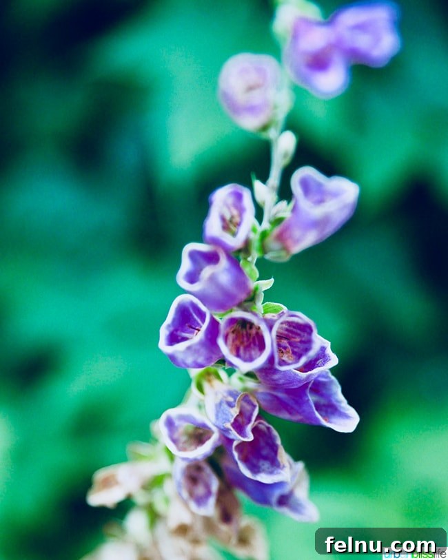 Silver Falls State Park Ten Falls Trail Journey 8 Vibrant foxglove wildflowers blooming along the trails of Silver Falls State Park