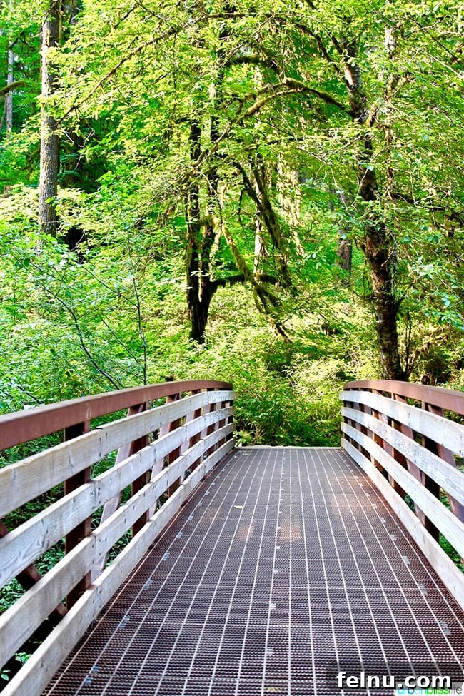 Silver Falls State Park Ten Falls Trail Journey 9 A large wooden bridge crossing a scenic gorge in Silver Falls State Park