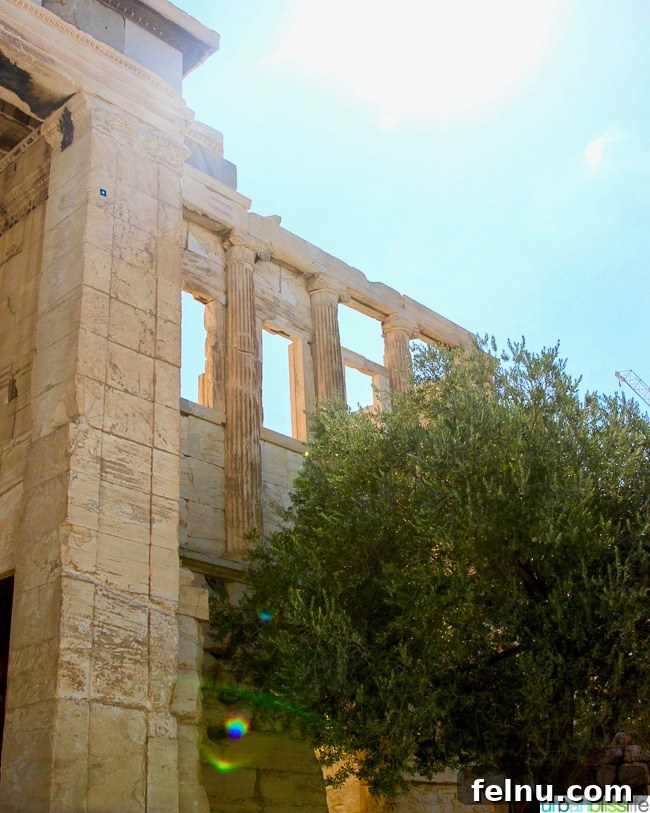 Acropolis Unveiled: Athens Historical Journey 17 Athena's olive tree at the Acropolis