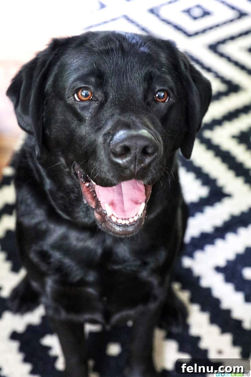 Frozen Banana Peanut Butter Pupsicles 4 Happy Dog enjoying a treat