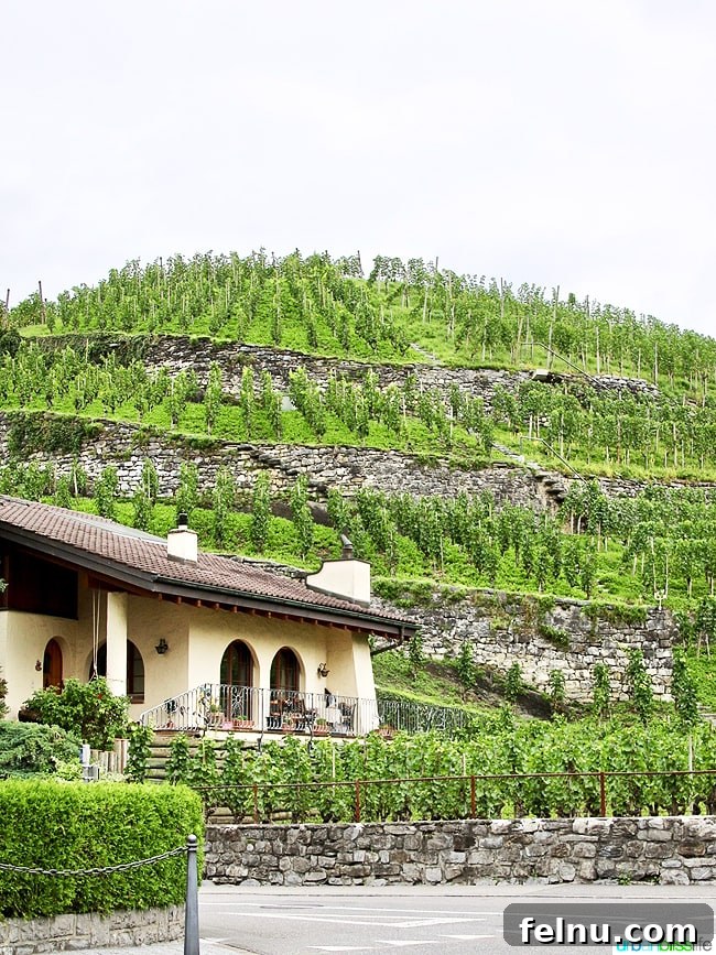 Liechtenstein: Your Alpine Adventure Awaits 2 Liechtenstein Vineyard and Winery