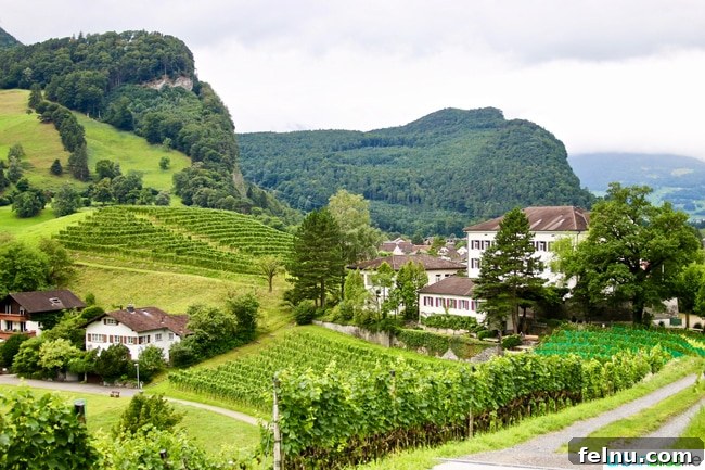 Liechtenstein: Your Alpine Adventure Awaits 12 Liechtenstein Vineyard Wide View