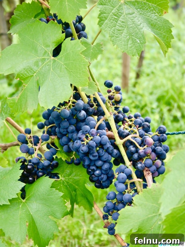 Liechtenstein: Your Alpine Adventure Awaits 13 Close-up of Grapes in Liechtenstein