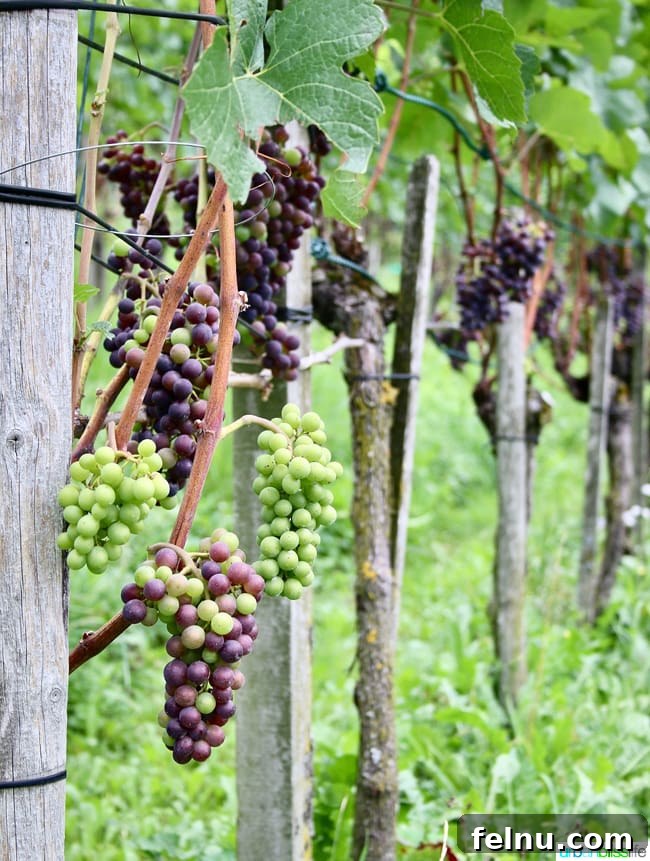 Liechtenstein: Your Alpine Adventure Awaits 15 Green and Red Grapes in Liechtenstein