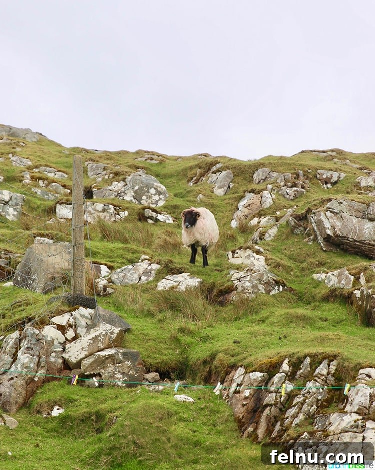Lost Valley Sheep
