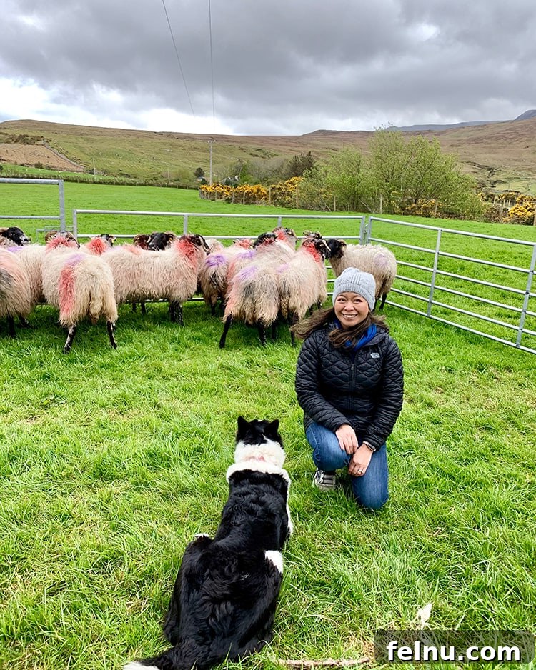 Glen Keen Farm Marlynn Dog Sheep Herding