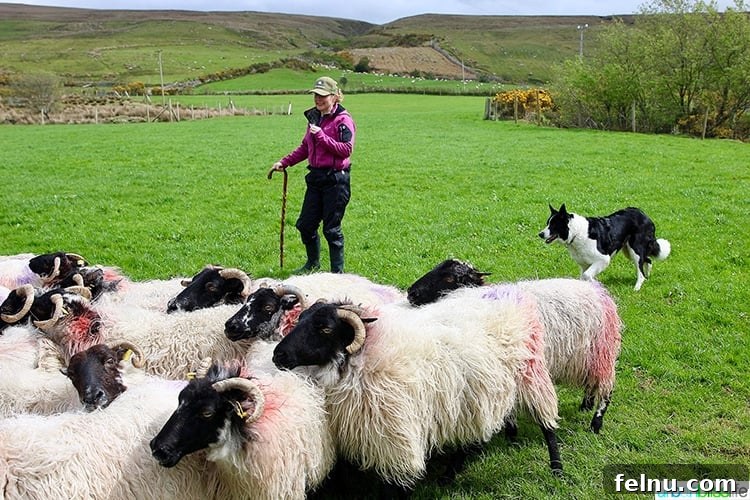 Glen Keen Farm Sheep Herding Demonstration