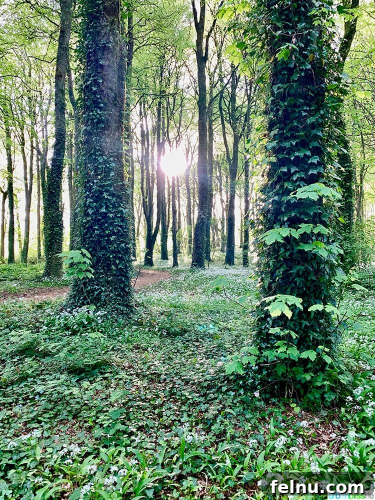 Mount Falcon Forest