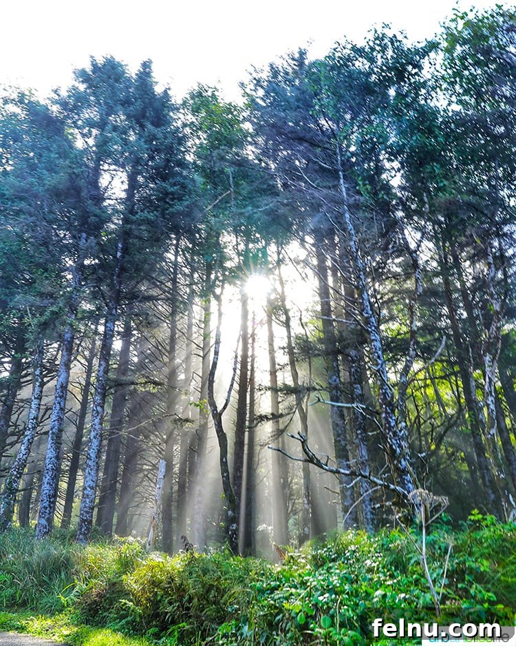 Top 10 Cannon Beach Adventures 20 Sunlight filtering through trees at Hug Point.