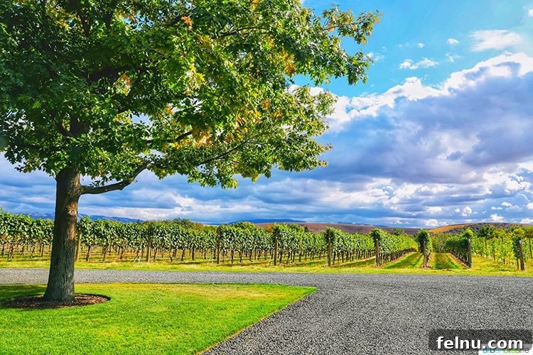 Top Walla Walla Experiences You Can't Miss 12 Walla Walla Vintners Vineyard