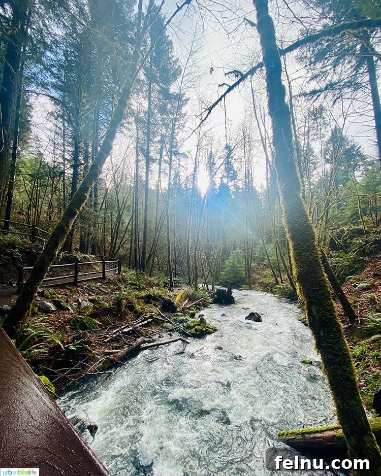 Susan Creek Falls Southern Oregon Gem 14 Serene view of an Oregon creek flowing through a lush forest, embodying the peaceful natural settings found on easy hikes in the region