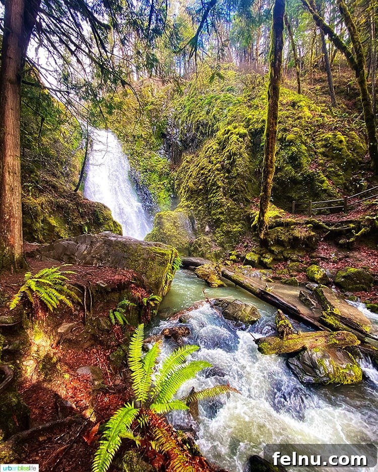 Susan Creek Falls Southern Oregon Gem 3 View of Susan Creek Falls from the riverbank, surrounded by lush forest, highlighting the natural beauty along Oregon's Highway of Waterfalls