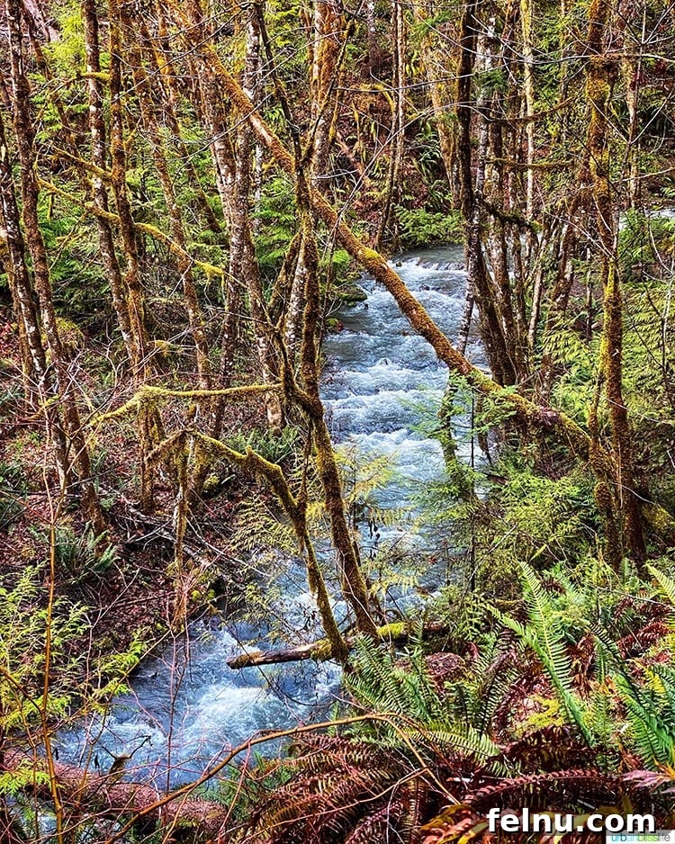 Susan Creek Falls Southern Oregon Gem 7 Tranquil Oregon creek flowing through a dense forest, showcasing the pristine natural environment surrounding Susan Creek Falls