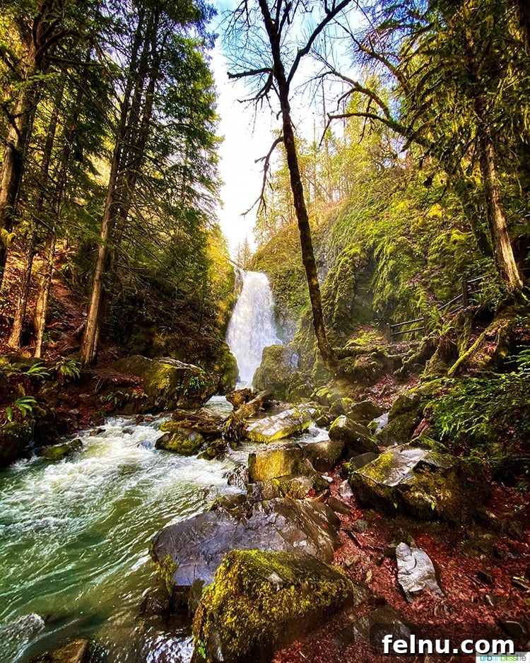 Susan Creek Falls Southern Oregon Gem 10 A picturesque far-away shot of Susan Creek Falls in Southern Oregon, highlighting its integration with the surrounding dense forest