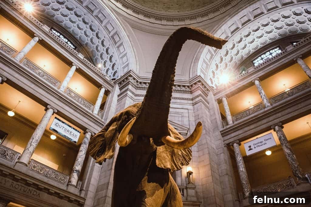 20 Virtual Journeys From The Comfort Of Your Home 14 The impressive interior of the National Museum of Natural History with a large elephant exhibit