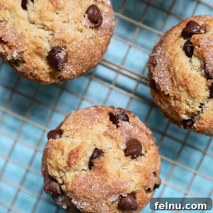 The Ultimate Chocolate Chip Muffins 9 Chocolate Chip Muffins