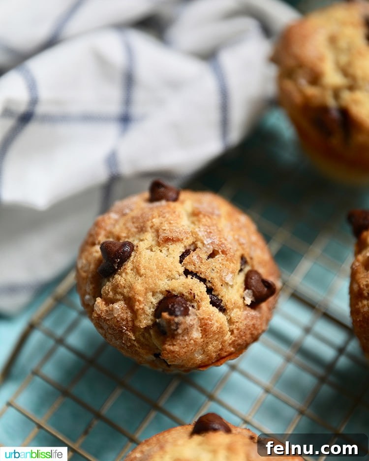The Ultimate Chocolate Chip Muffins 6 Chocolate Chip Muffin
