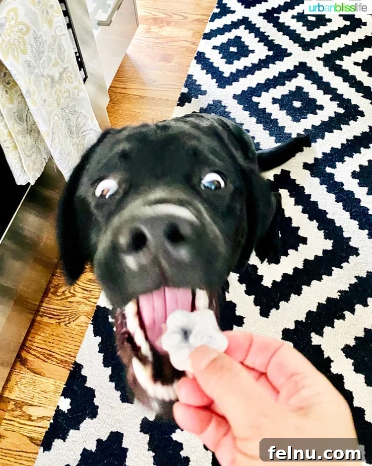 Frozen Watermelon Blueberry Yogurt Dog Treats
Summer Pawsicles: Watermelon Blueberry Yogurt Delights 12 A Black Lab about to enjoy a frozen dog treat