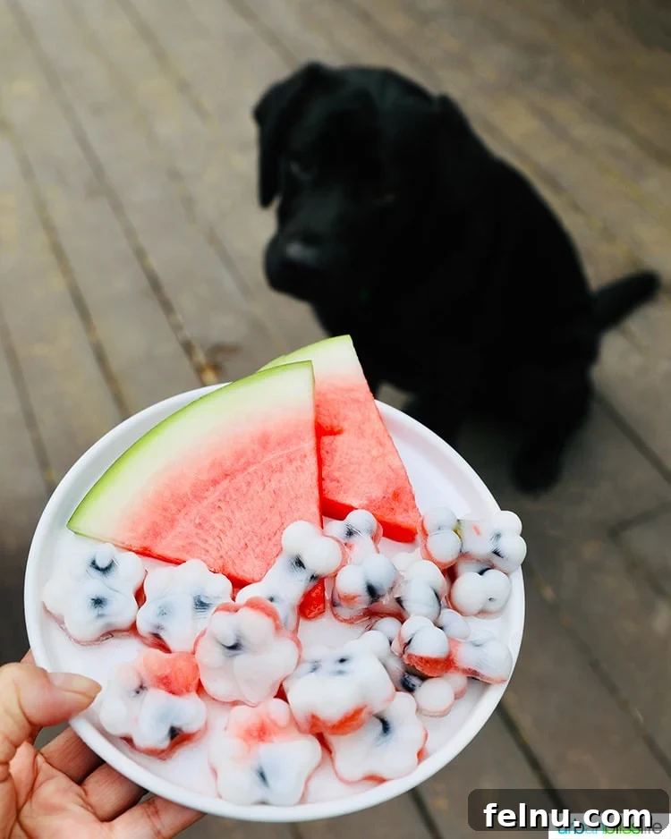 Frozen Watermelon Blueberry Yogurt Dog Treats
Summer Pawsicles: Watermelon Blueberry Yogurt Delights 4 Frozen dog treats with watermelon, blueberry, and yogurt, alongside Ace the Black Lab