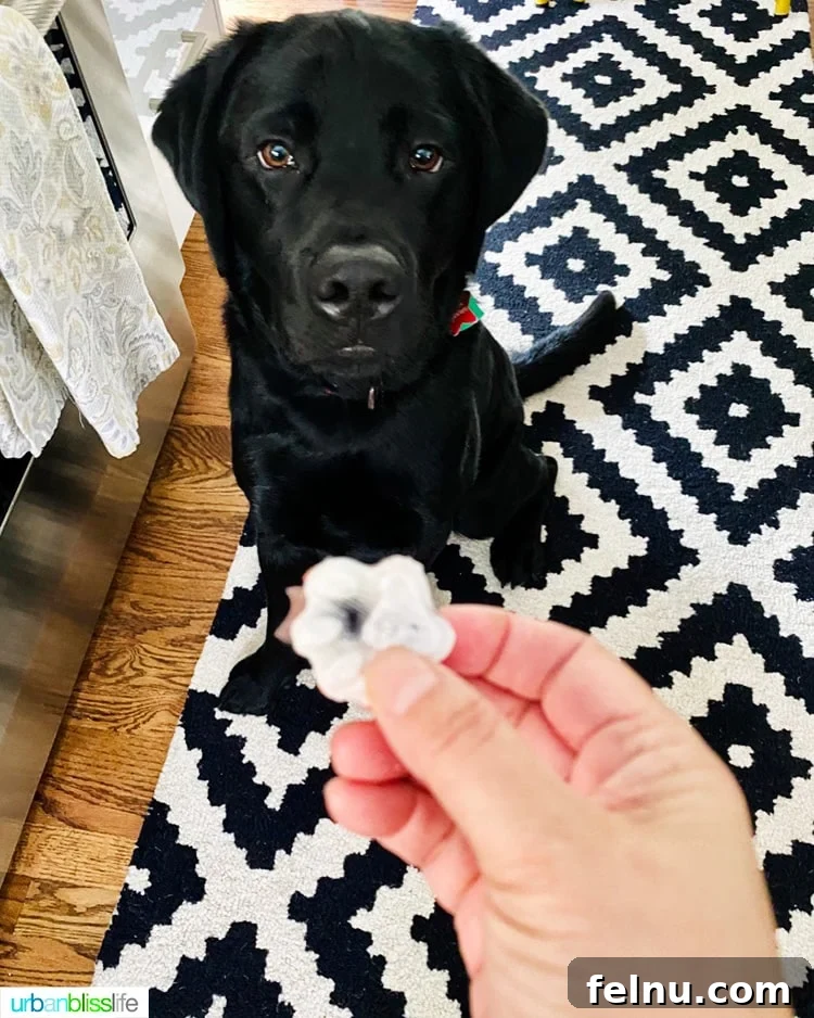 Frozen Watermelon Blueberry Yogurt Dog Treats
Summer Pawsicles: Watermelon Blueberry Yogurt Delights 6 A Black Lab eagerly waiting for a frozen dog treat