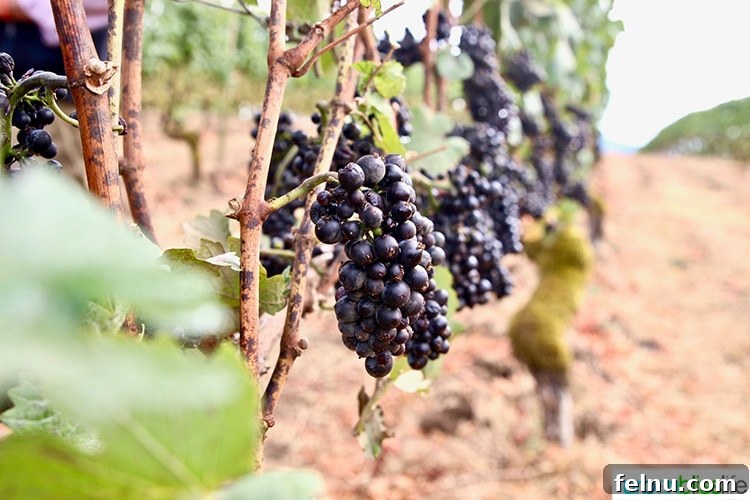 Oregon's Premier Wine Tasting Escapes: Summer 2024 11 David Hill Winery Pinot Noir grapes in the vineyard