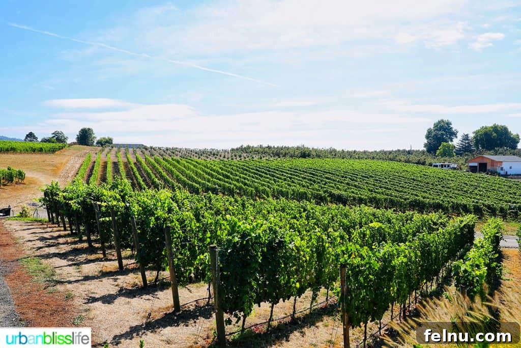 Oregon's Premier Wine Tasting Escapes: Summer 2024 4 The picturesque grounds of Adelsheim Vineyard.