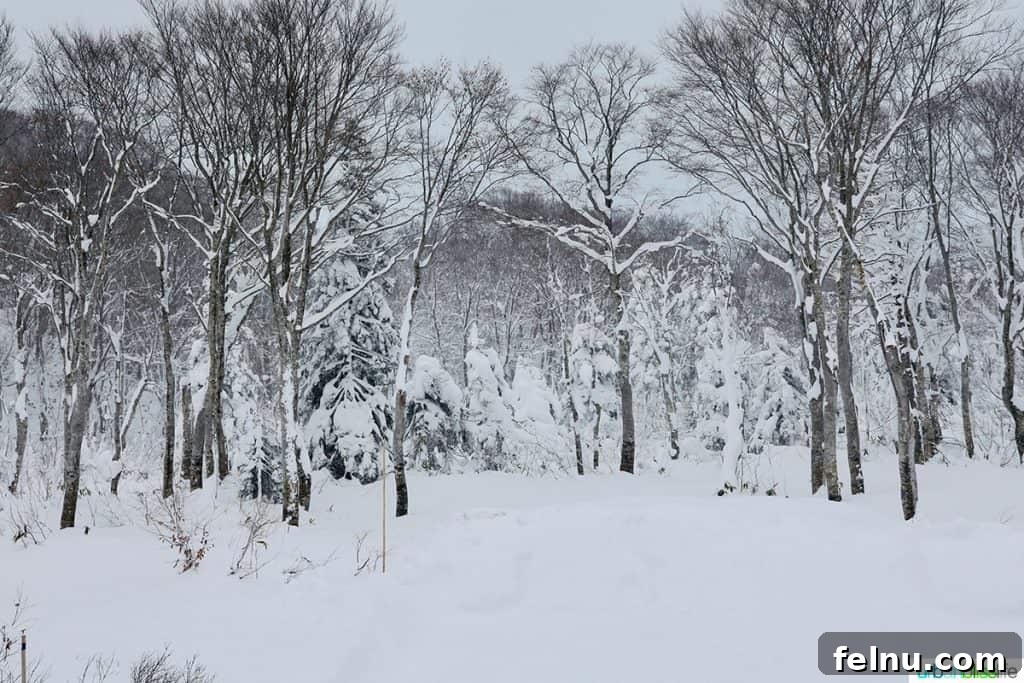 Hotel Jogakura: Experience the Best of Aomori, Japan 3 snowy winter scene outside my window at Hotel Jogakura