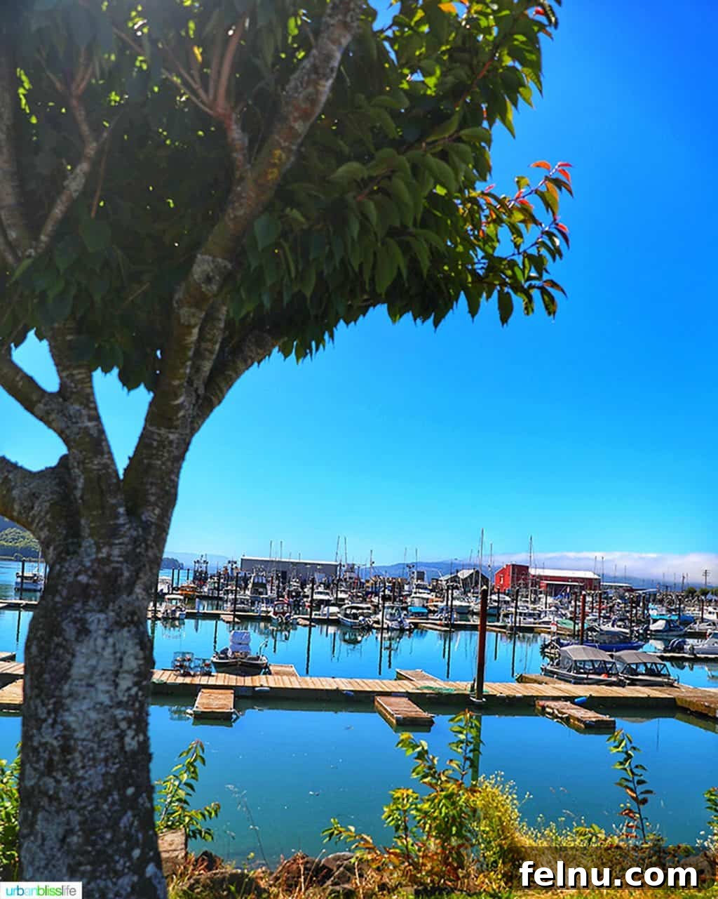 Taste of the Tillamook Coast: Oregon's Seafood Paradise 2 Garibaldi, Oregon marina