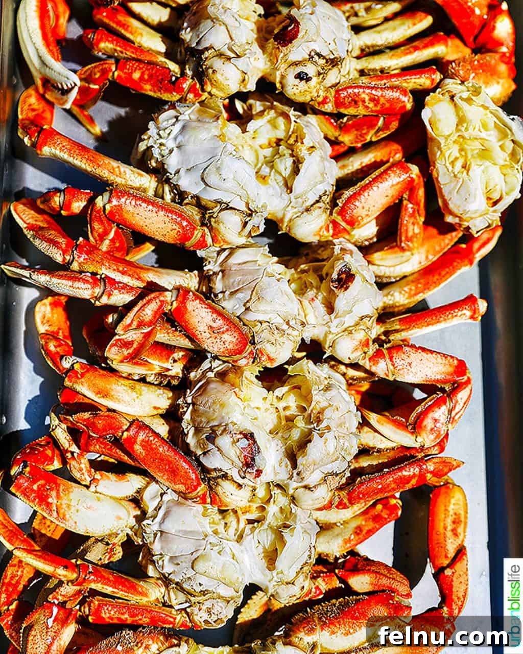 Taste of the Tillamook Coast: Oregon's Seafood Paradise 12 tray full of Dungeness crab at Kelly's Brighton Marina Rockaway, Oregon