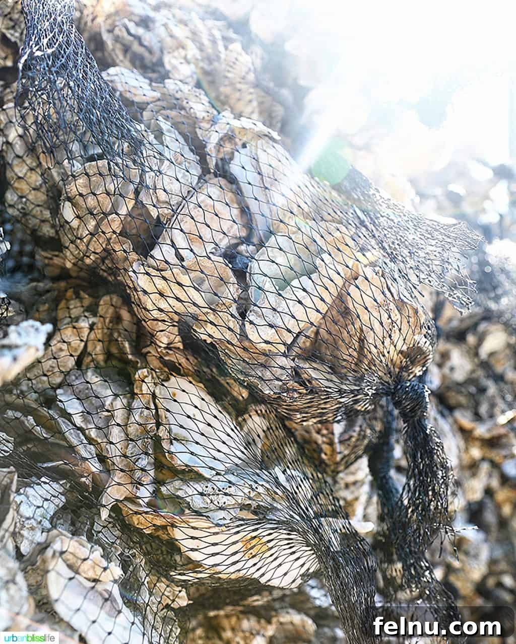 Taste of the Tillamook Coast: Oregon's Seafood Paradise 13 oysters bagged up at J and Y Oysters in Tillamook, Oregon