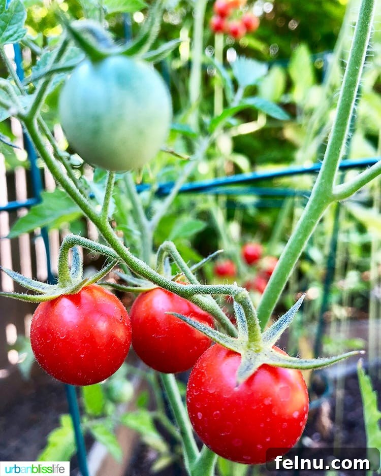 Summer Peach and Tomato Salad 3 Freshly picked red garden tomatoes on the vine, glistening in the sunlight.