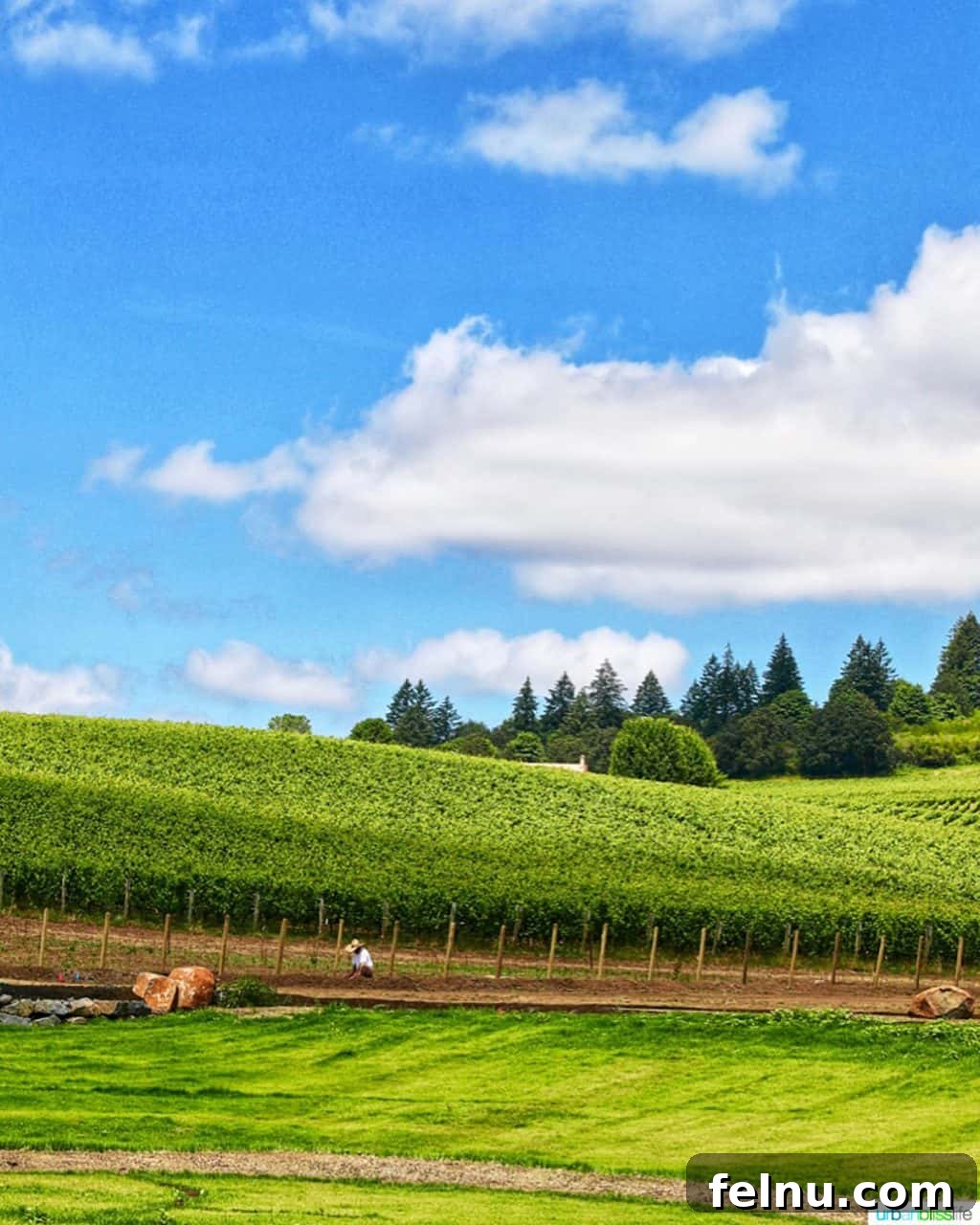 Future of Flavor: Stoller's High-Tech Tasting Center 15 Stoller vineyards