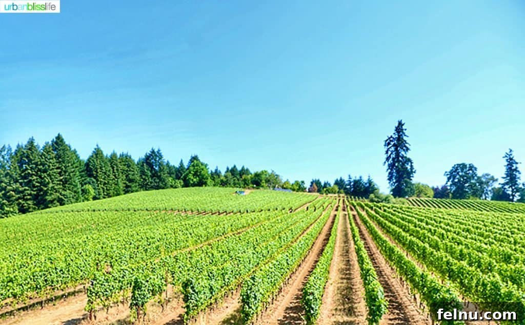 Lenné Estate 2 Lenné Estate south slope vineyard