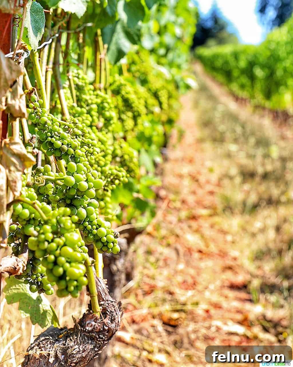 Lenné Estate 9 pinot noir grapes summer at Lenné Estate vineyard