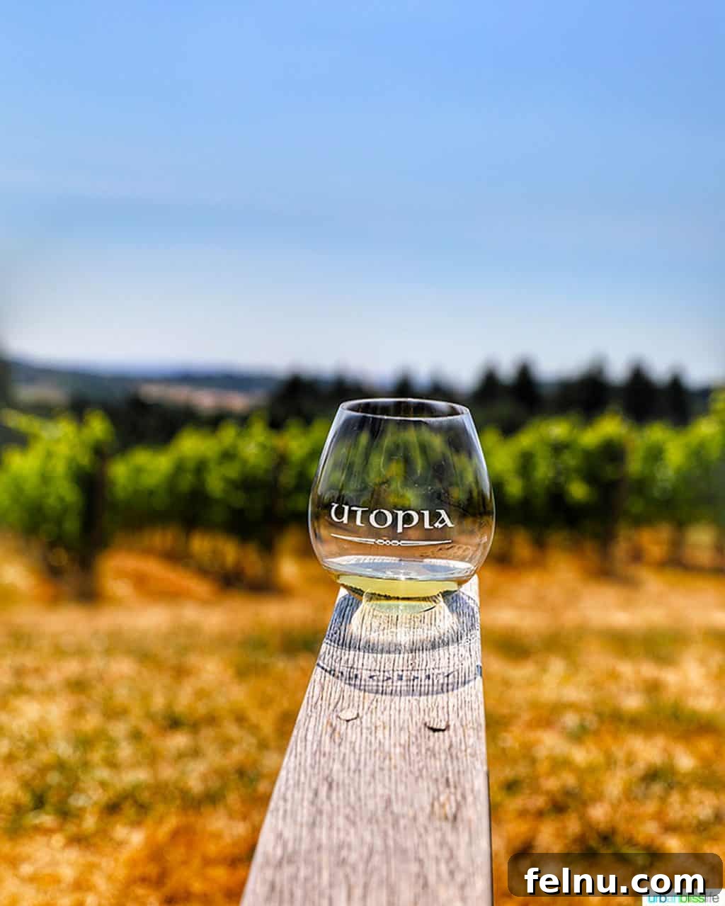 The Elysian Vineyard 11 A glass of crisp Chardonnay from Utopia Vineyard, artfully placed against the backdrop of vibrant green vines.