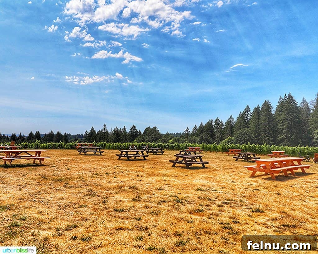 The Elysian Vineyard 5 Lush picnic tables scattered across the lawn at Utopia Vineyard, ideal for a relaxed outdoor wine tasting amidst nature.
