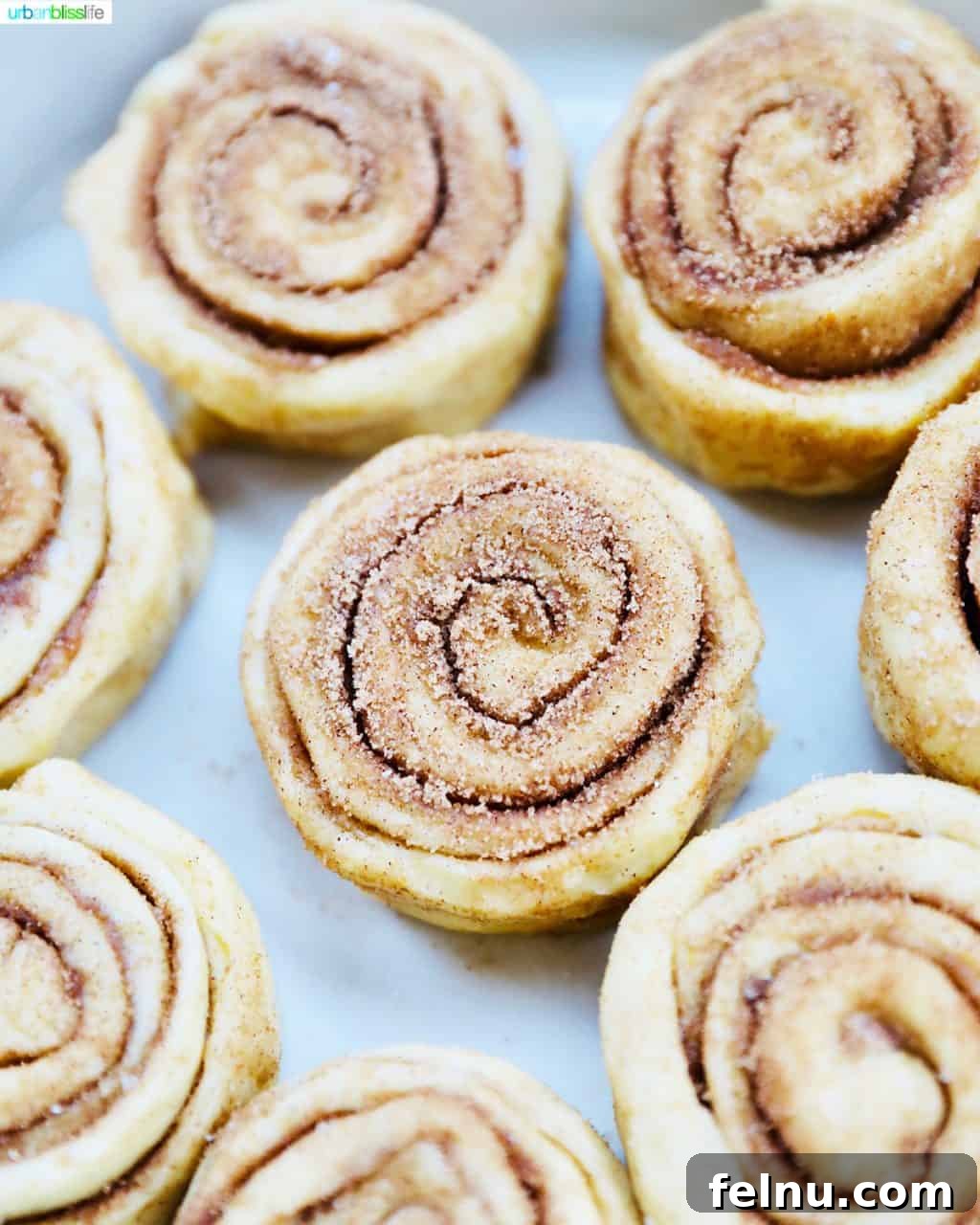Overnight Orange Spice Rolls 11 Perfectly formed and sugared orange cinnamon roll dough, ready to be baked to golden perfection.