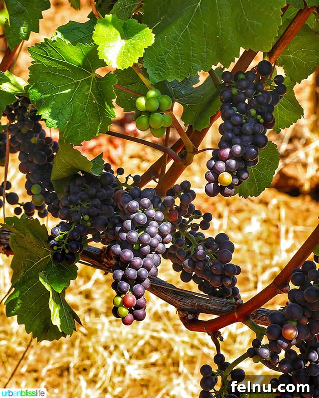 Sip Dundee Oregon Wine Country Guide 3 pinot noir grapes