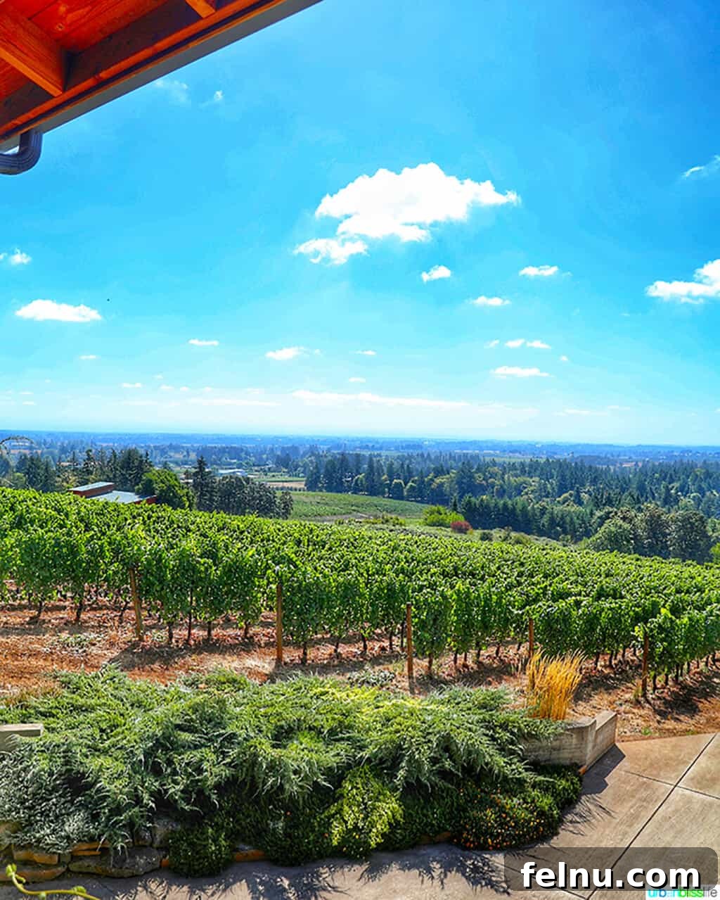 Sip Dundee Oregon Wine Country Guide 26 vineyard view at Dusky Goose winery