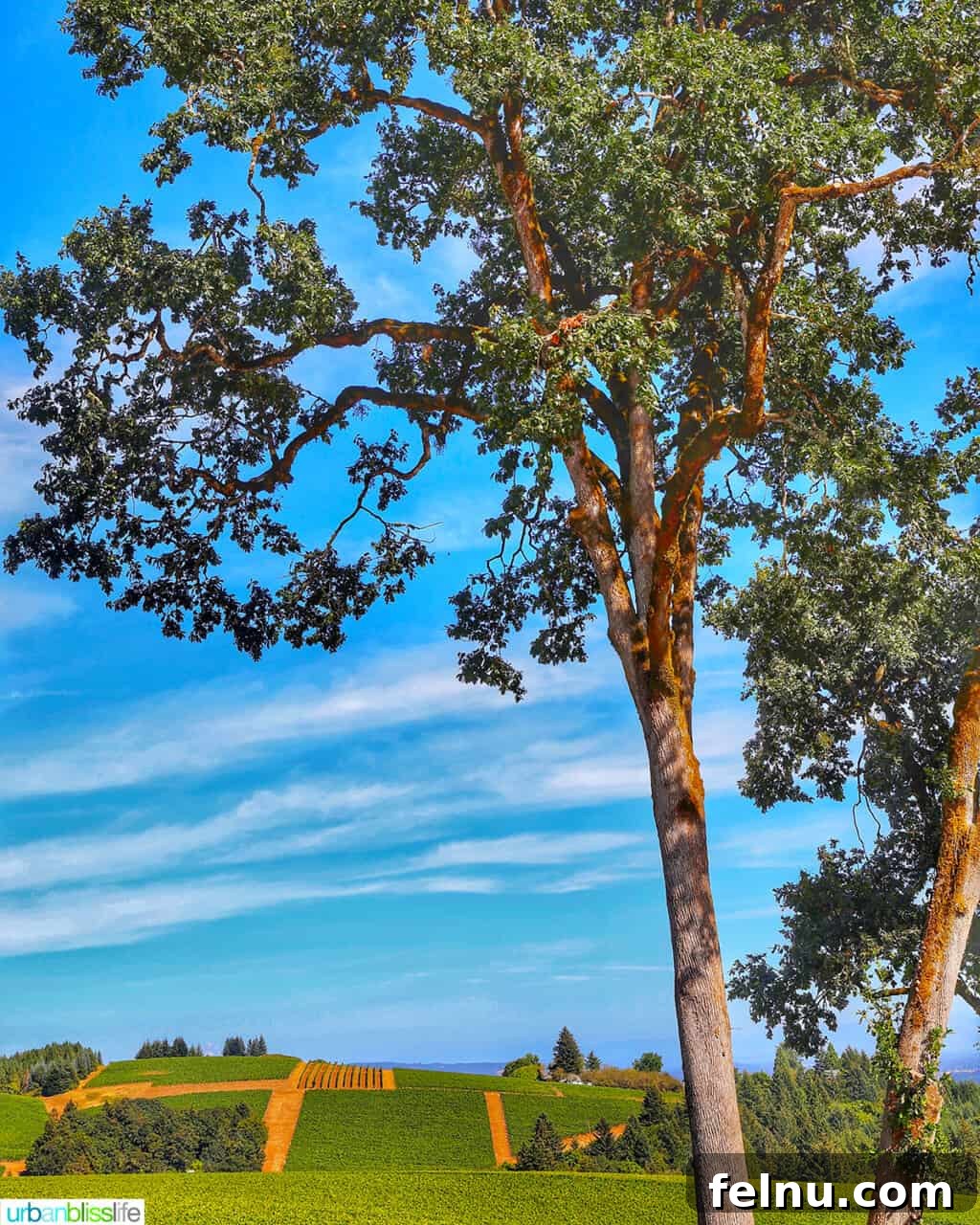 Sip Dundee Oregon Wine Country Guide 31 Knudsen Vineyards tree with view