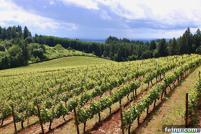Sip Dundee Oregon Wine Country Guide 35 lange winery vineyards