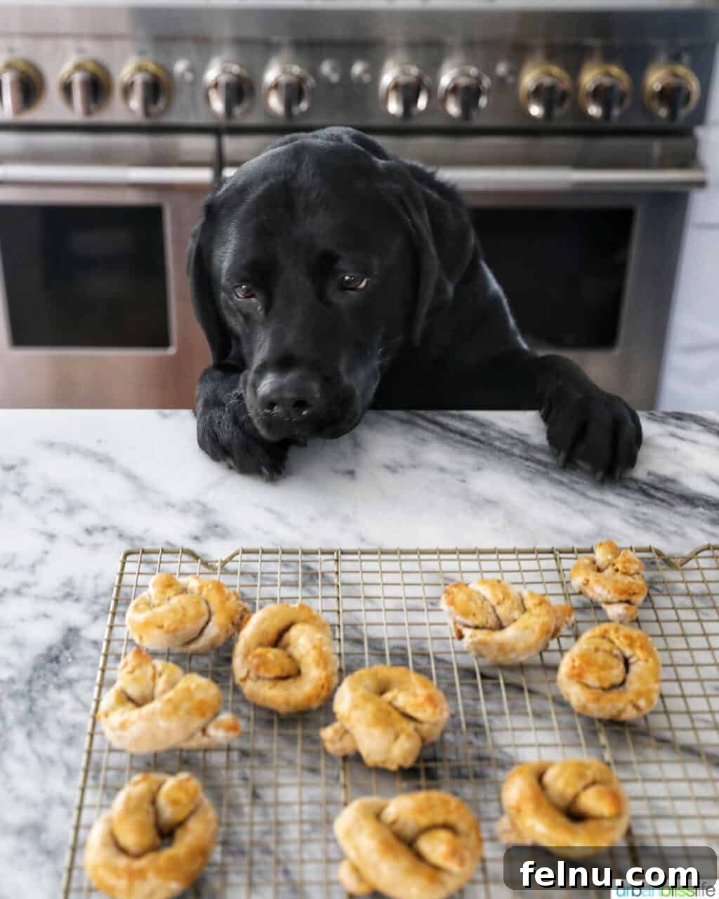 Peanut Butter Pretzel Dog Treats: A Homemade Recipe 14 Ace staring at dog pretzels