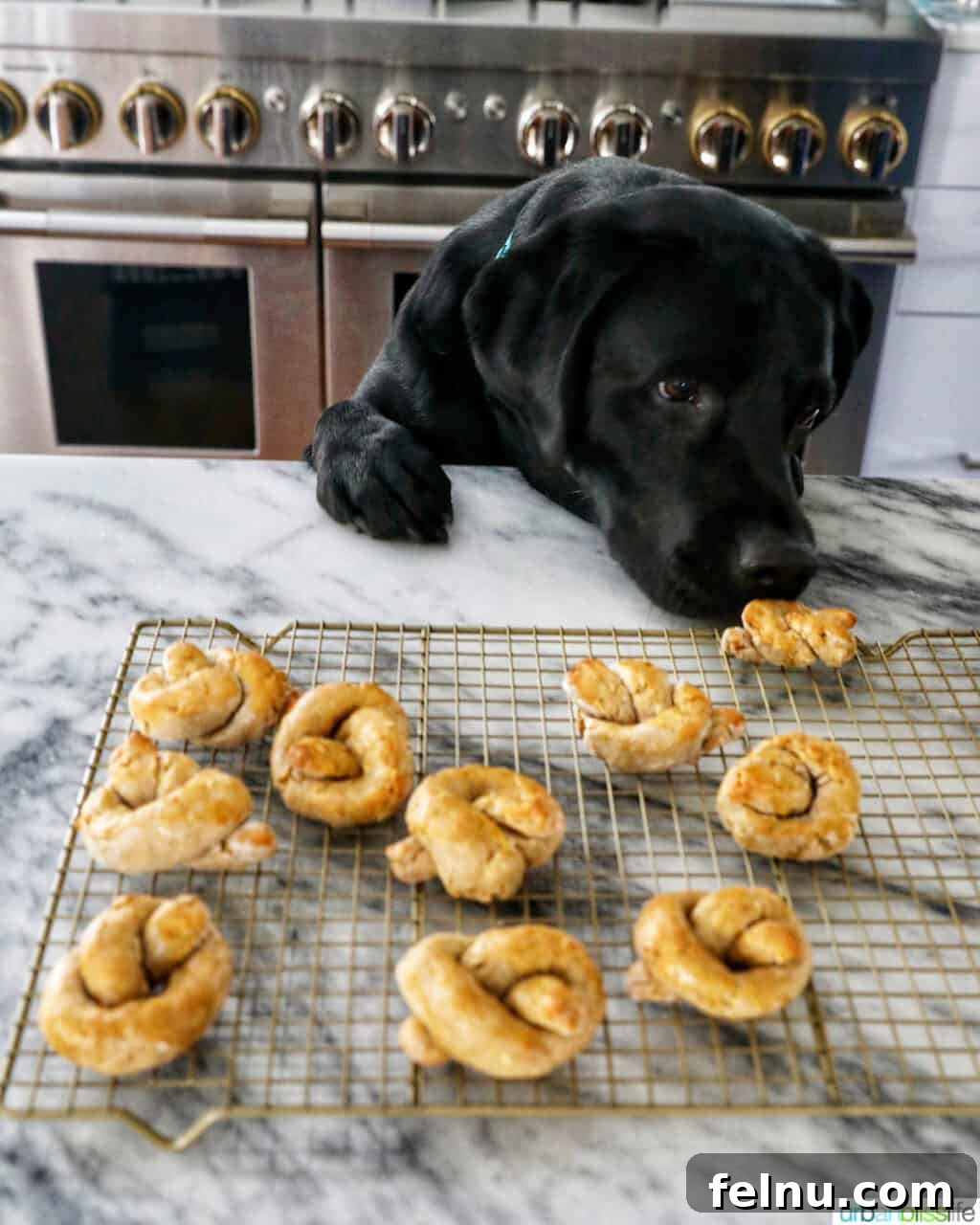 Peanut Butter Pretzel Dog Treats: A Homemade Recipe 15 Ace sniffing dog pretzels