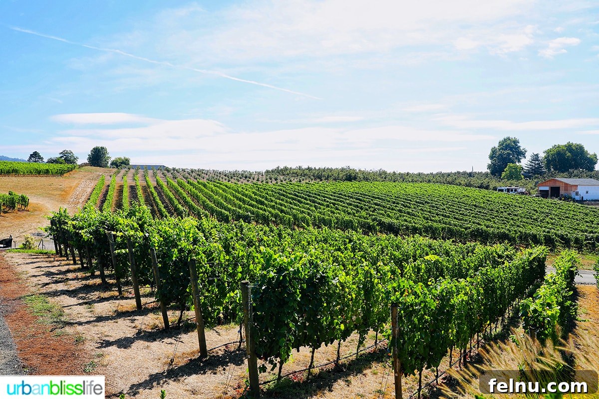 Newberg Wine Trail: A Taste of Oregon's Finest 2 Adelsheim Vineyard in Newberg, Oregon
