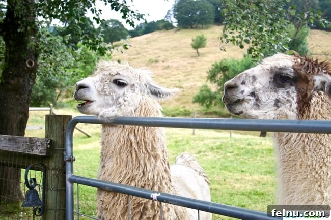 Newberg Wine Trail: A Taste of Oregon's Finest 30 Llamas at Rain Dance Vineyards