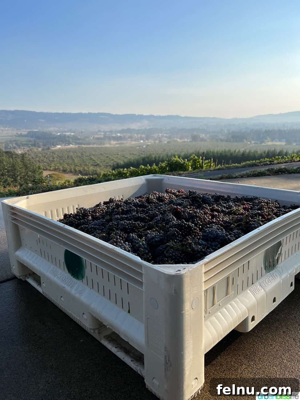 Newberg Wine Trail: A Taste of Oregon's Finest 9 Anderson Family Vineyard Grapes