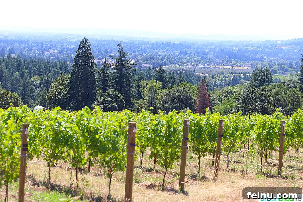 Bells Up Cellars 3 Bells Up Winery vineyard in Oregon