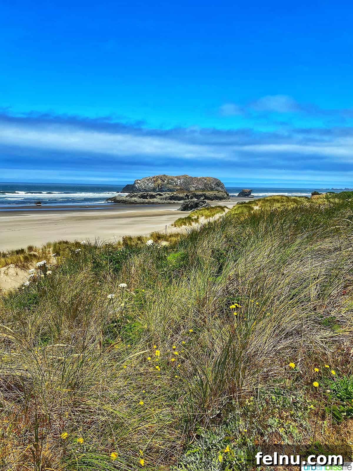 Bandon, Oregon: Your Ultimate Travel Guide 4 Wildflowers on the beach at Bandon, Oregon