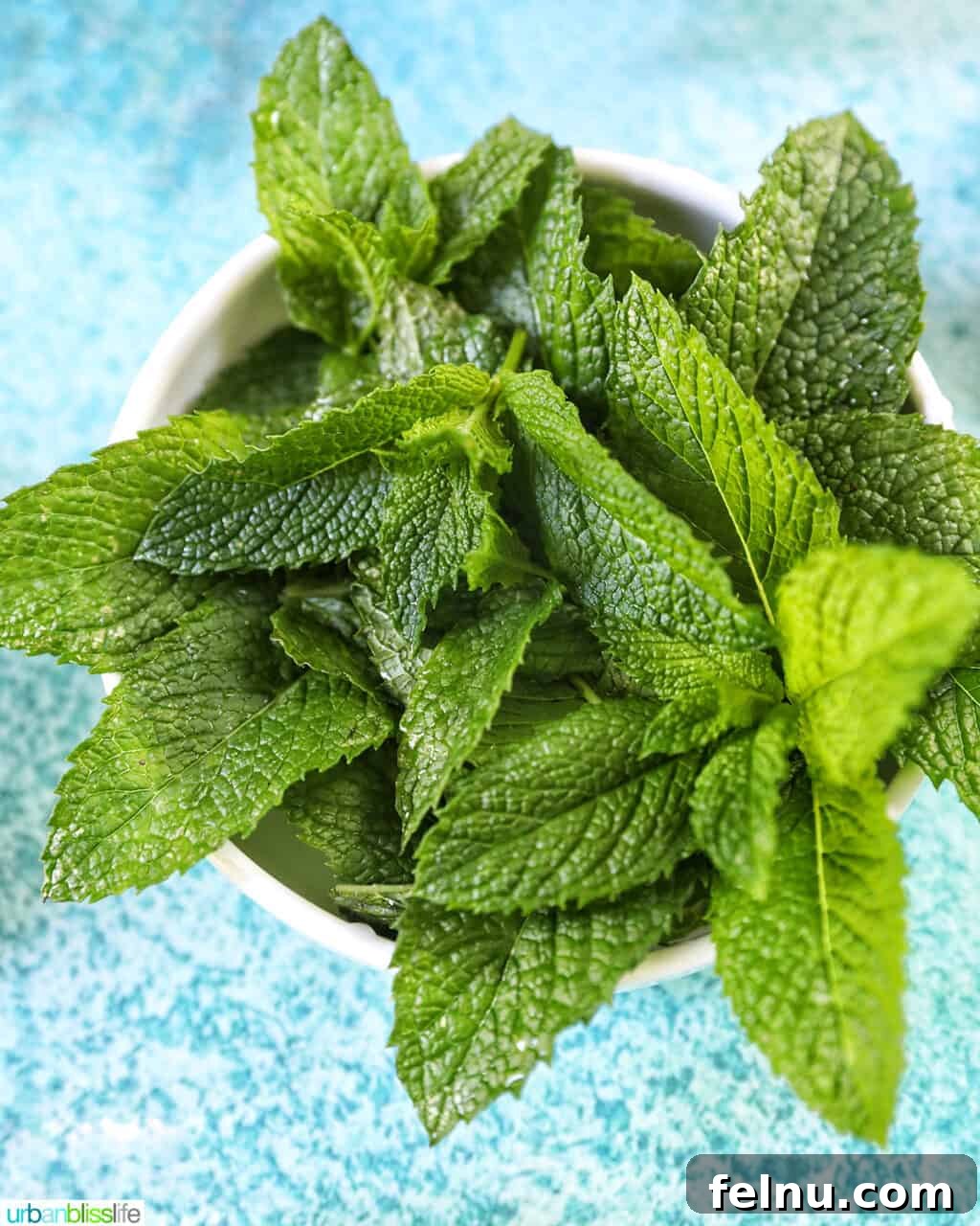 Zingy Mint Pesto 3 A crisp bunch of fresh mint leaves neatly arranged in a white bowl, resting on a vibrant blue surface.